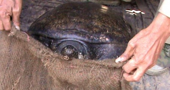 Rare Turtle recovered from Battala bazar